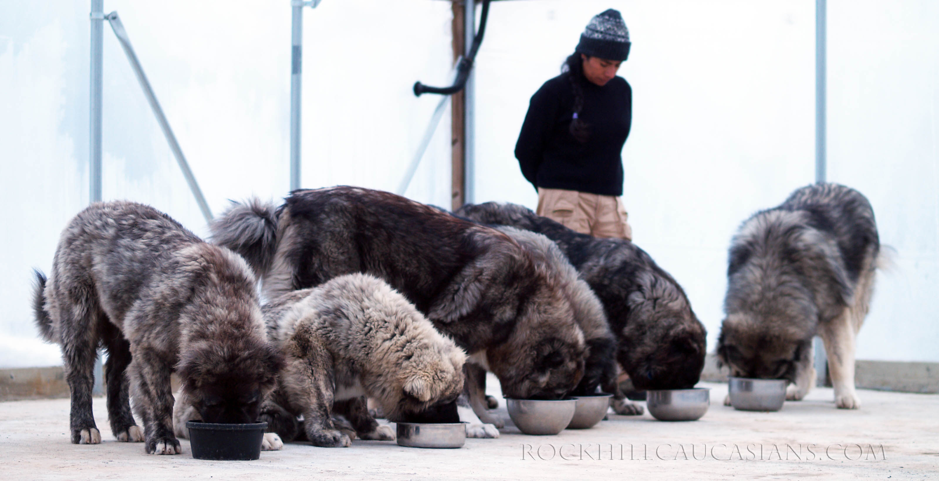 The feeding ritual, like structured walk, is another mental exercise for your Caucasian Ovcharka and can help you establish leadership.